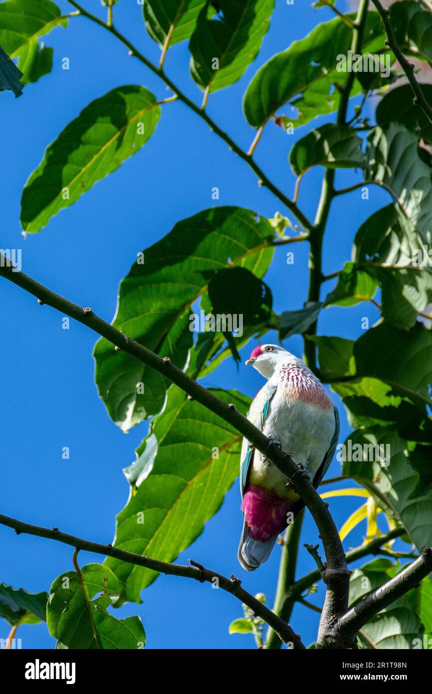 Fidschi, Insel Taveuni, Stadt Somosomo, Bobbys Farm. Männliche, vielfarbige Fruchttaube (Ptilinopus perousii) alias Manuma. Stockfoto