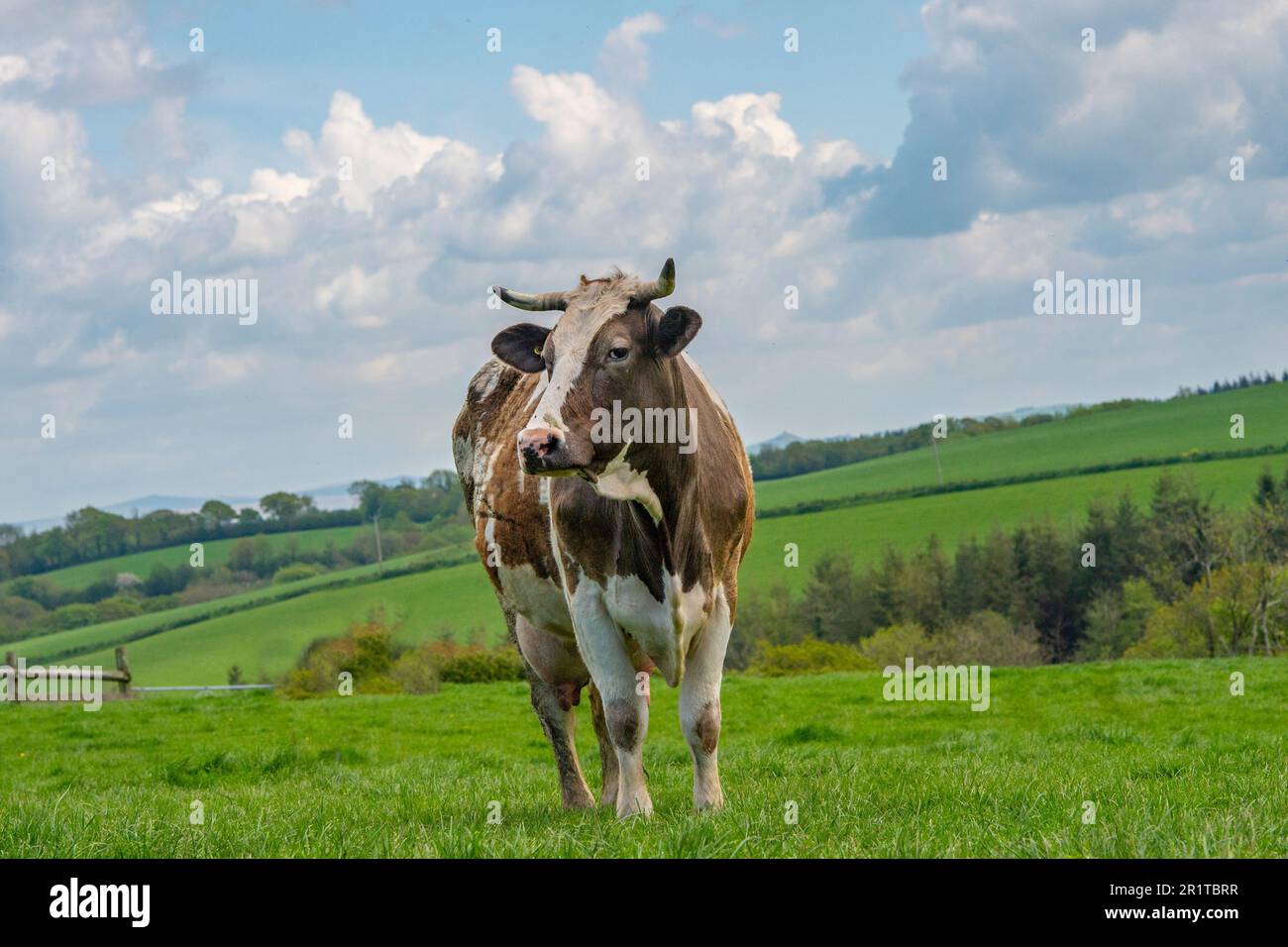Eine Kuh mit Hörnern auf einem grünen Feld Stockfoto