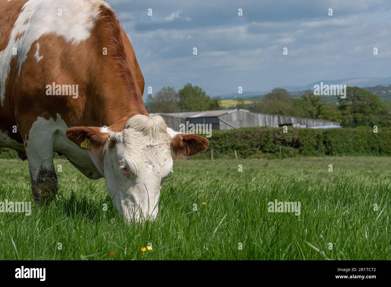 Rinderkuh auf einem Grasfeld Stockfoto