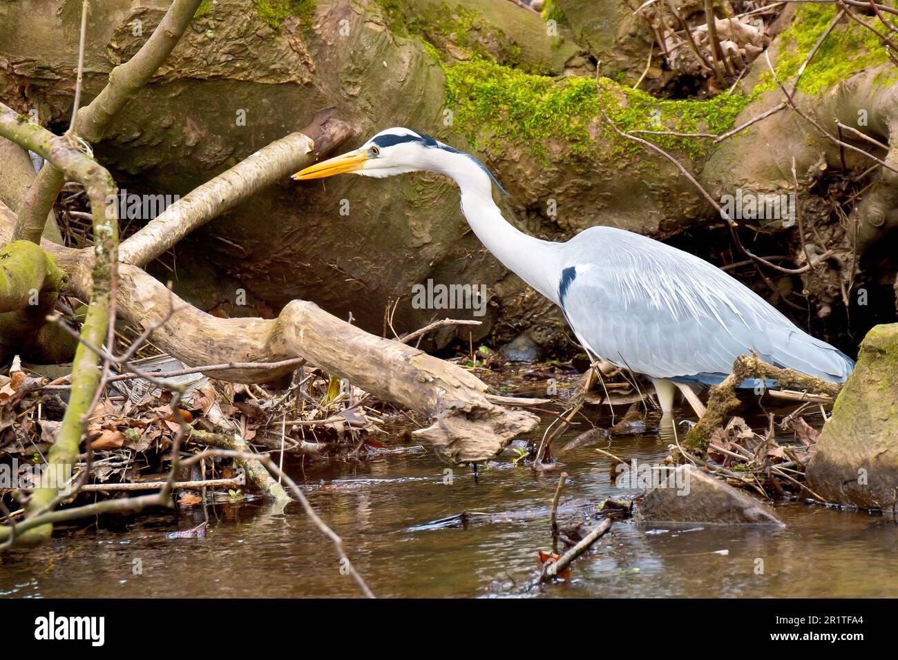 Graureiher (ardea cinerea), Nahaufnahme eines erwachsenen Vogels auf der Jagd in den flachen Flüssen. Stockfoto