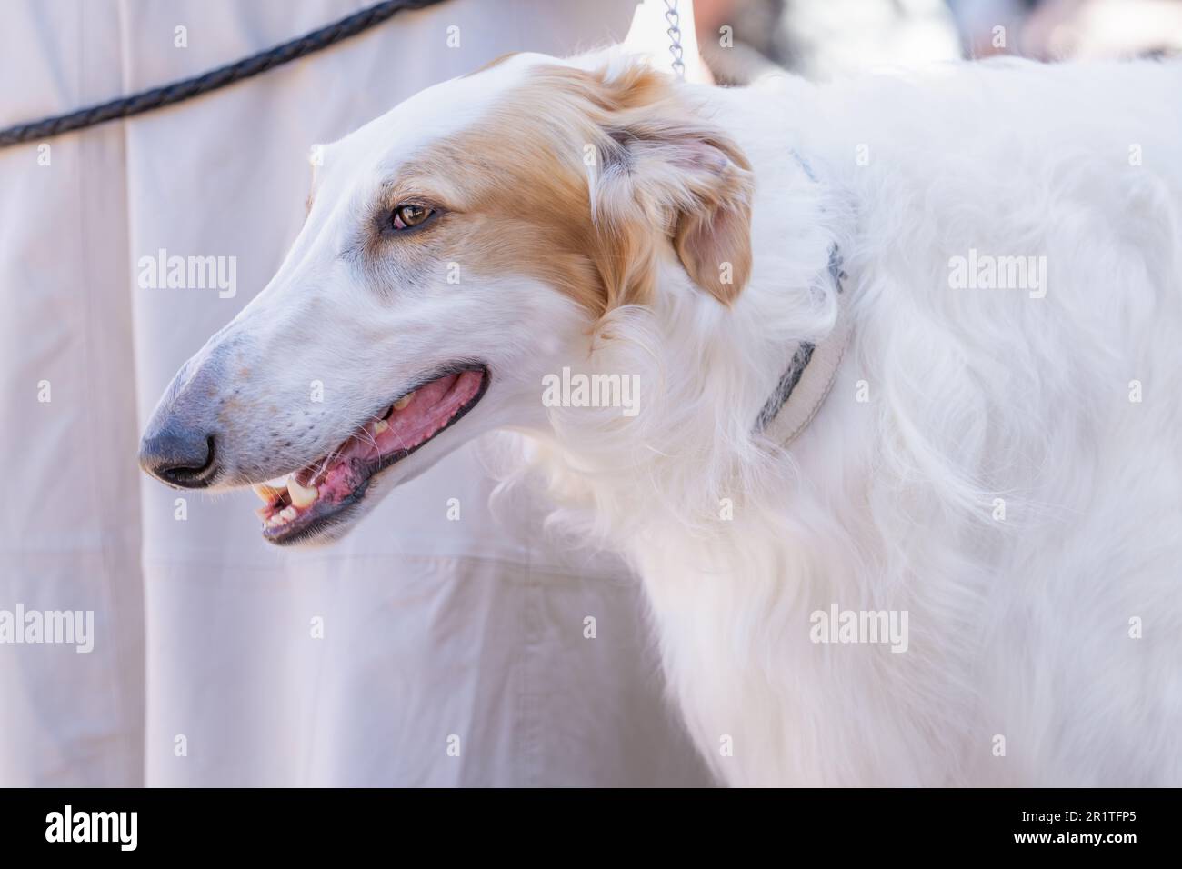 Weiße und sandige Borzoi oder russische Jagdstation. Porträt. Stockfoto