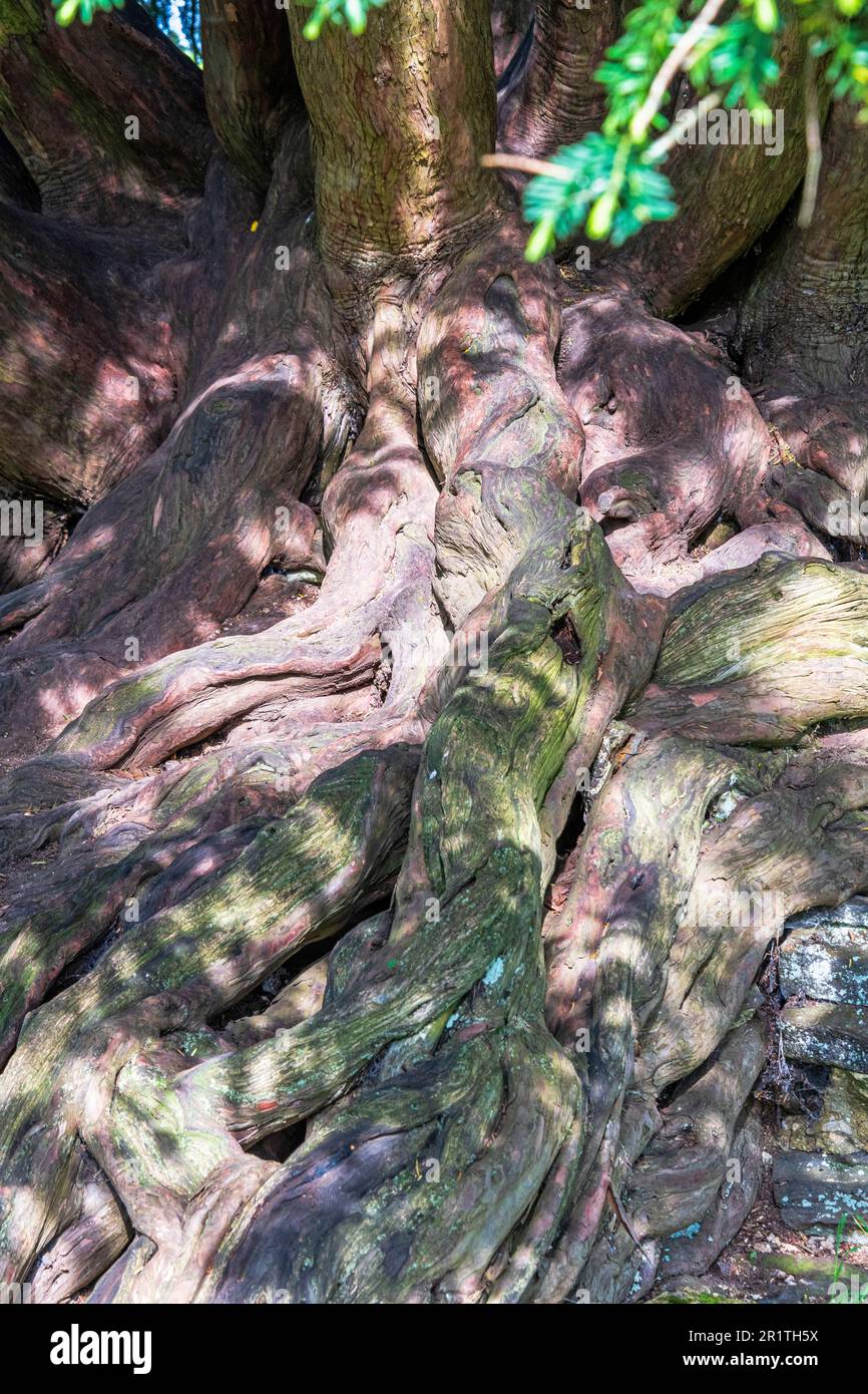 Detailliertes Foto der Wurzeln des antiken Eibenbaums auf dem Gelände der zerstörten Zisterzienserabtei Waverley in der Nähe von Farnham, Surrey. Stockfoto