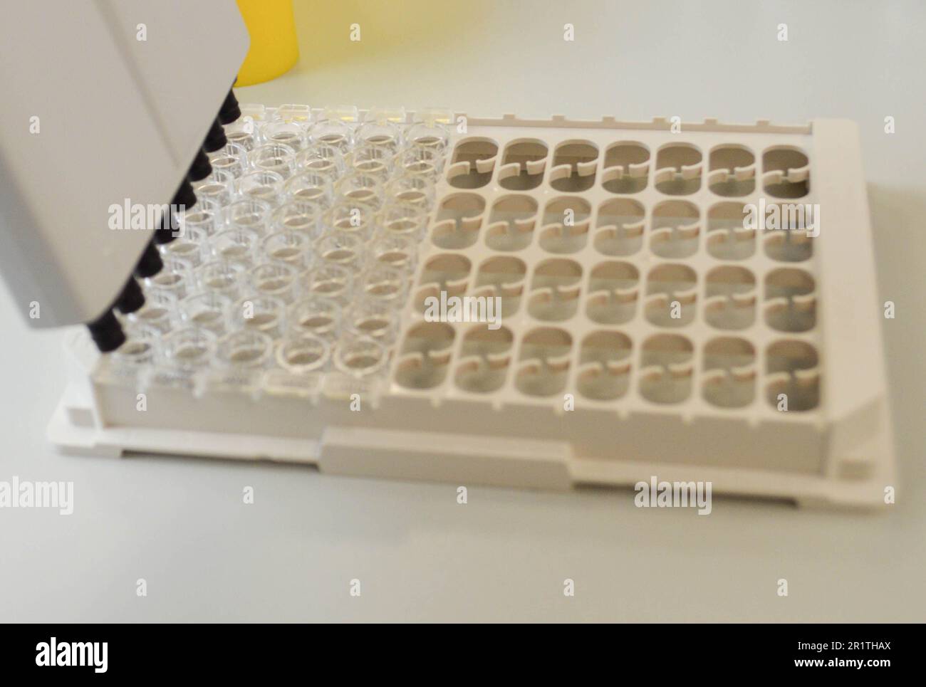 DNA-Test im Labor. Ein Labortechniker mit einem Spender in den Händen führt dna-Analysen in einem sterilen Labor durch. Stockfoto