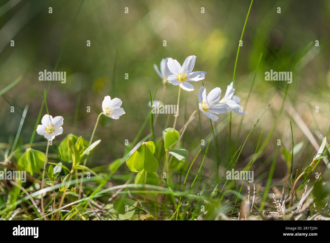 Gewöhnlicher Holzsorrel (Oxalis acetosella). Selektiver Fokus. Tapete. Stockfoto