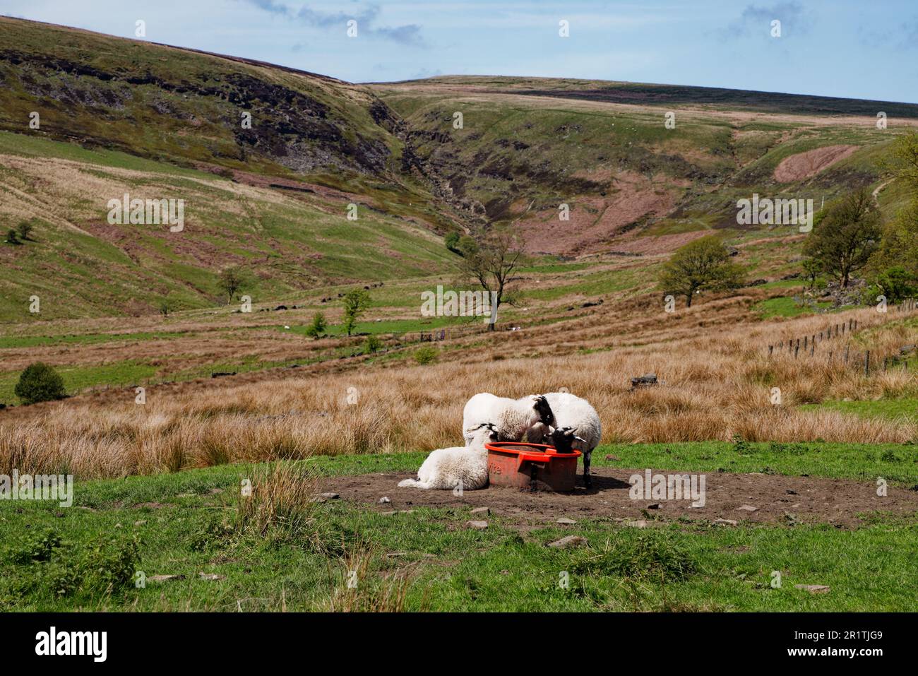 Lämmer auf den Feldern bei Holcombe Head, Ramsbottom, England. Stockfoto