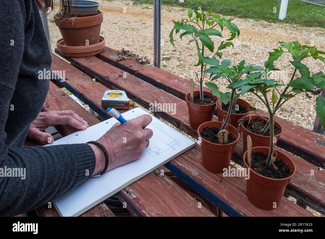 Frau, die plant, die Pflanzen in ihrem Gewächshaus für die kommende Saison zu planen. Stockfoto
