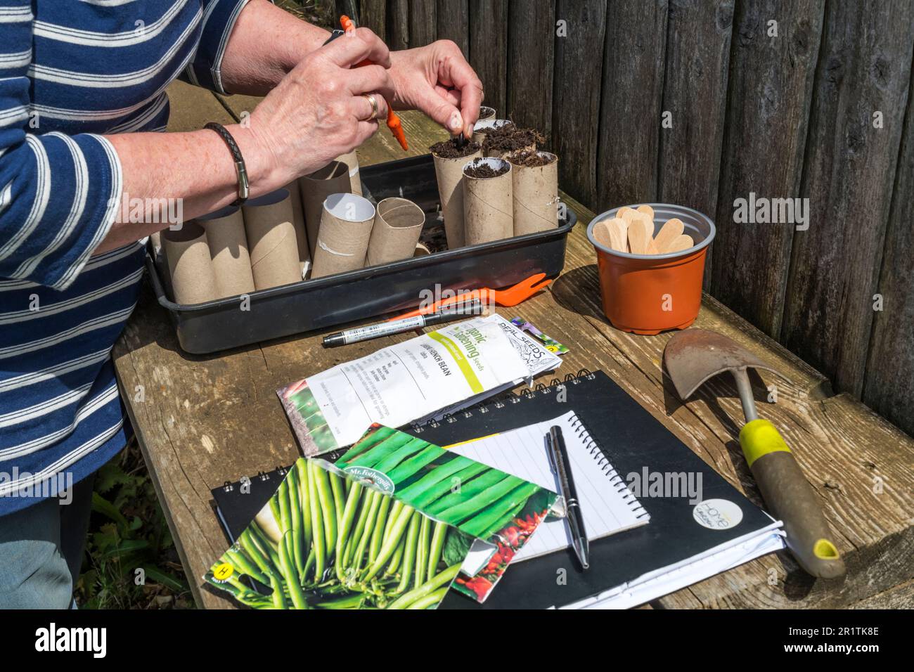 Eine Frau sät Samen von Kletterbohnen „Cobra“, Phaseolus vulgaris, in alte Pappkartonrollen aus, die im Gewächshaus bereit sind. Stockfoto