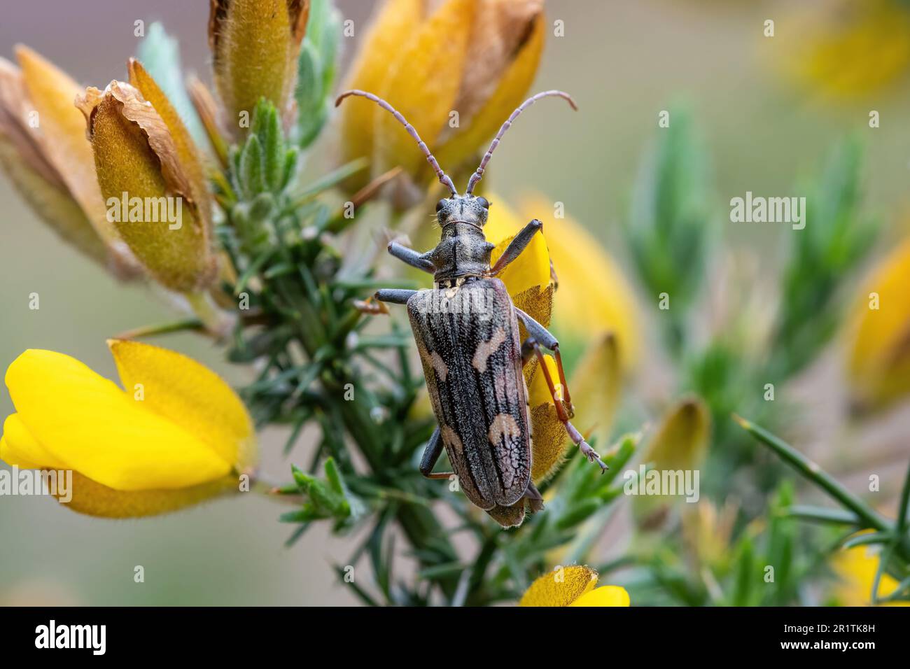 Rhagium bifasciatum, der Longhornkäfer mit zwei Bändern, im Frühling auf einem Gänsebüsch mit gelben Blumen, England, Großbritannien Stockfoto