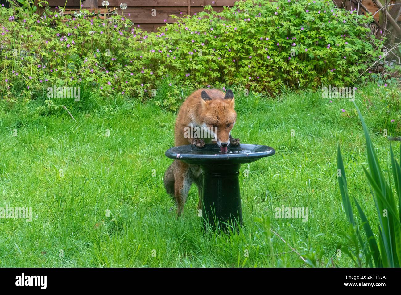 Stadtfuchs (Vulpes vulpes, Rotfuchs) Trinkwasser aus einem Vogelbad in einem Garten, England, Großbritannien. Tierwelt im Garten Stockfoto