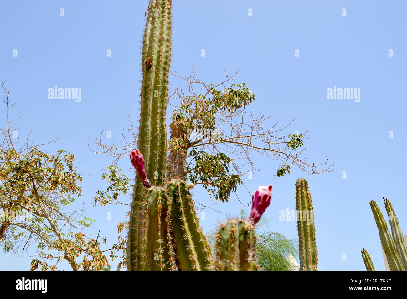 Die Konsistenz eines grünen, stacheligen, natürlichen, mexikanischen heißen, frischen, starken, wunderschönen Wüstenkaktus mit Dornen und Sand. Der Hintergrund. Stockfoto