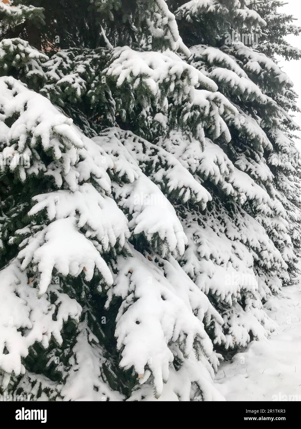 Winterstruktur mit Weihnachtsbäumen mit festlichen Zweigen bedeckt mit einer dicken Schicht weißem, kaltglänzendem, flauschigem Schnee, der wie ein Zaun in einer Reihe steht Stockfoto