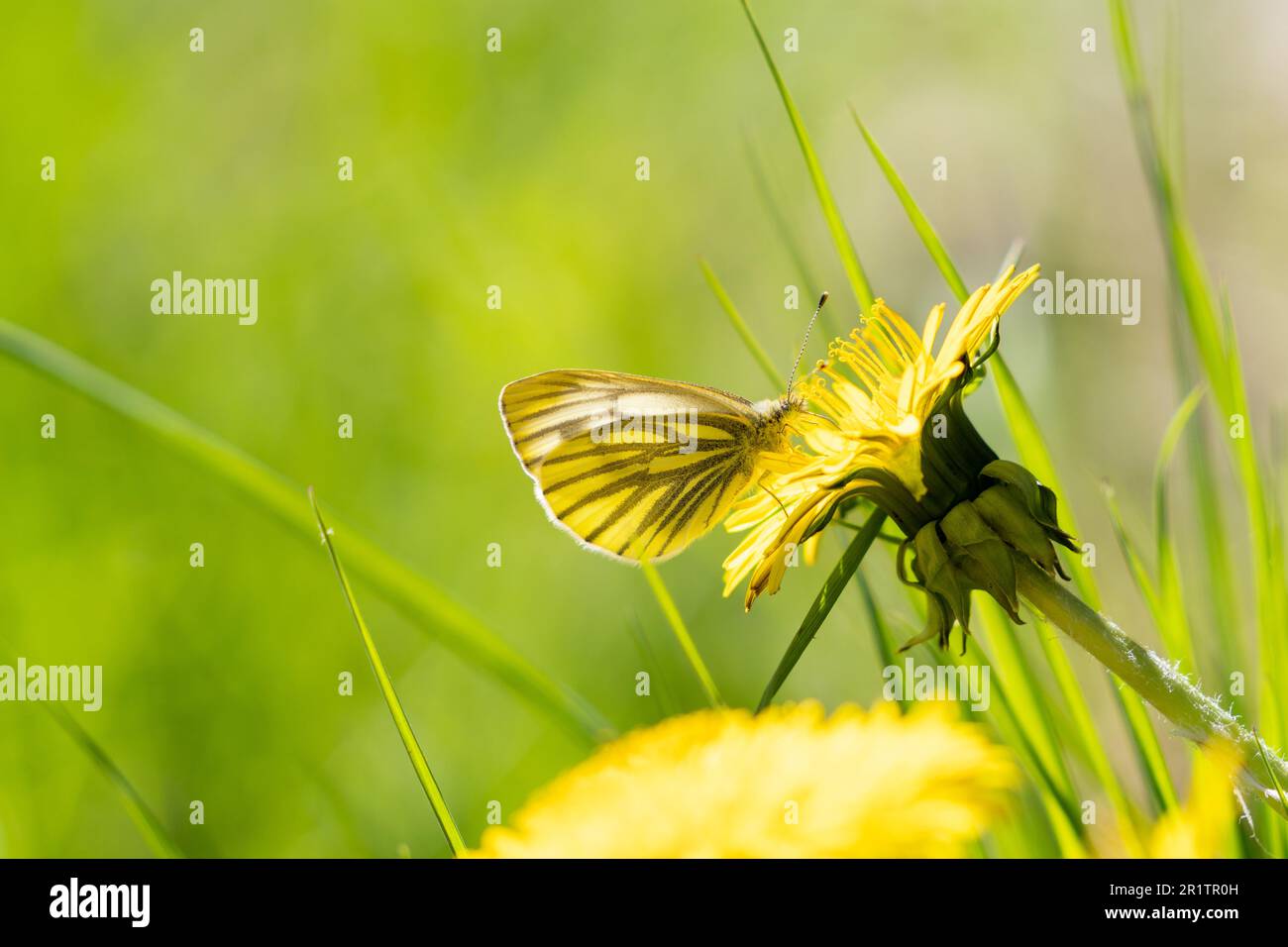 Grün-venöser weißer Schmetterling frisst sich an der Kante eines Löwenzahns Stockfoto