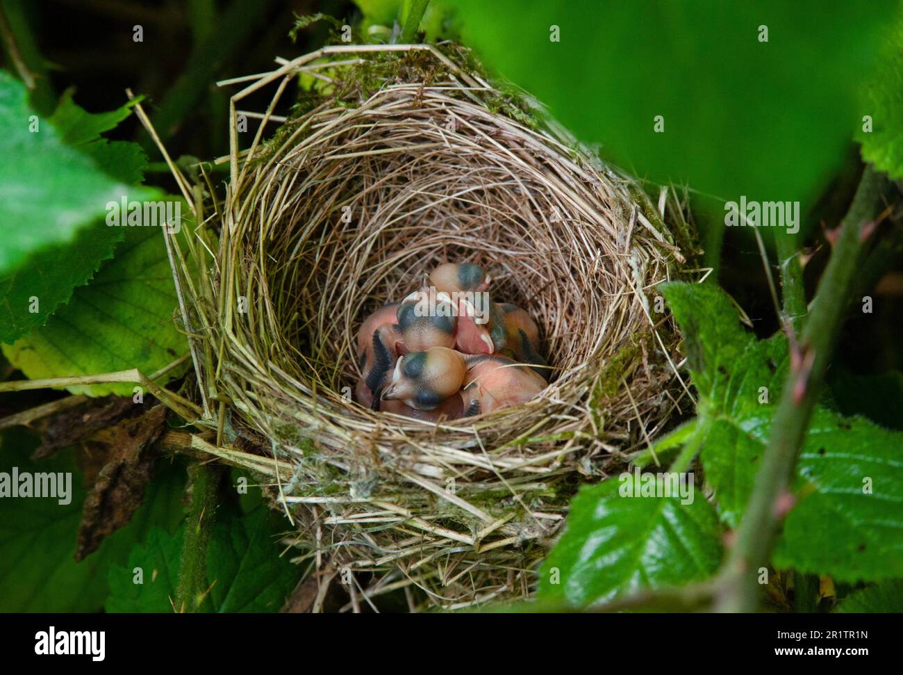Eurasian Blackcap, Sylvia atricapilla, Altricial Chicks in Nest, London, Vereinigtes Königreich Stockfoto