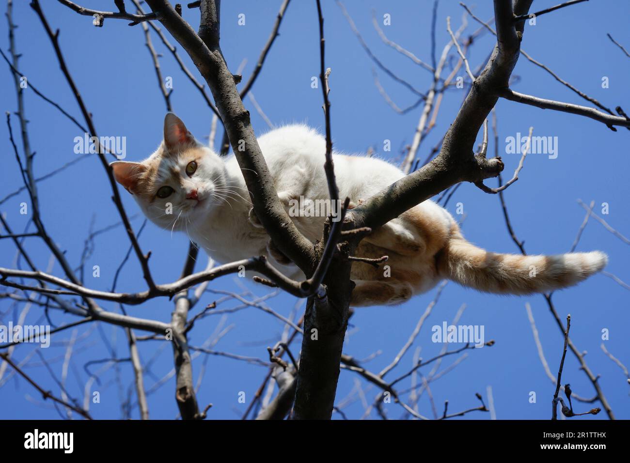 Weiße Katze in einem Baum, Blick auf den blauen Himmelshintergrund, weicher Fokus Stockfoto