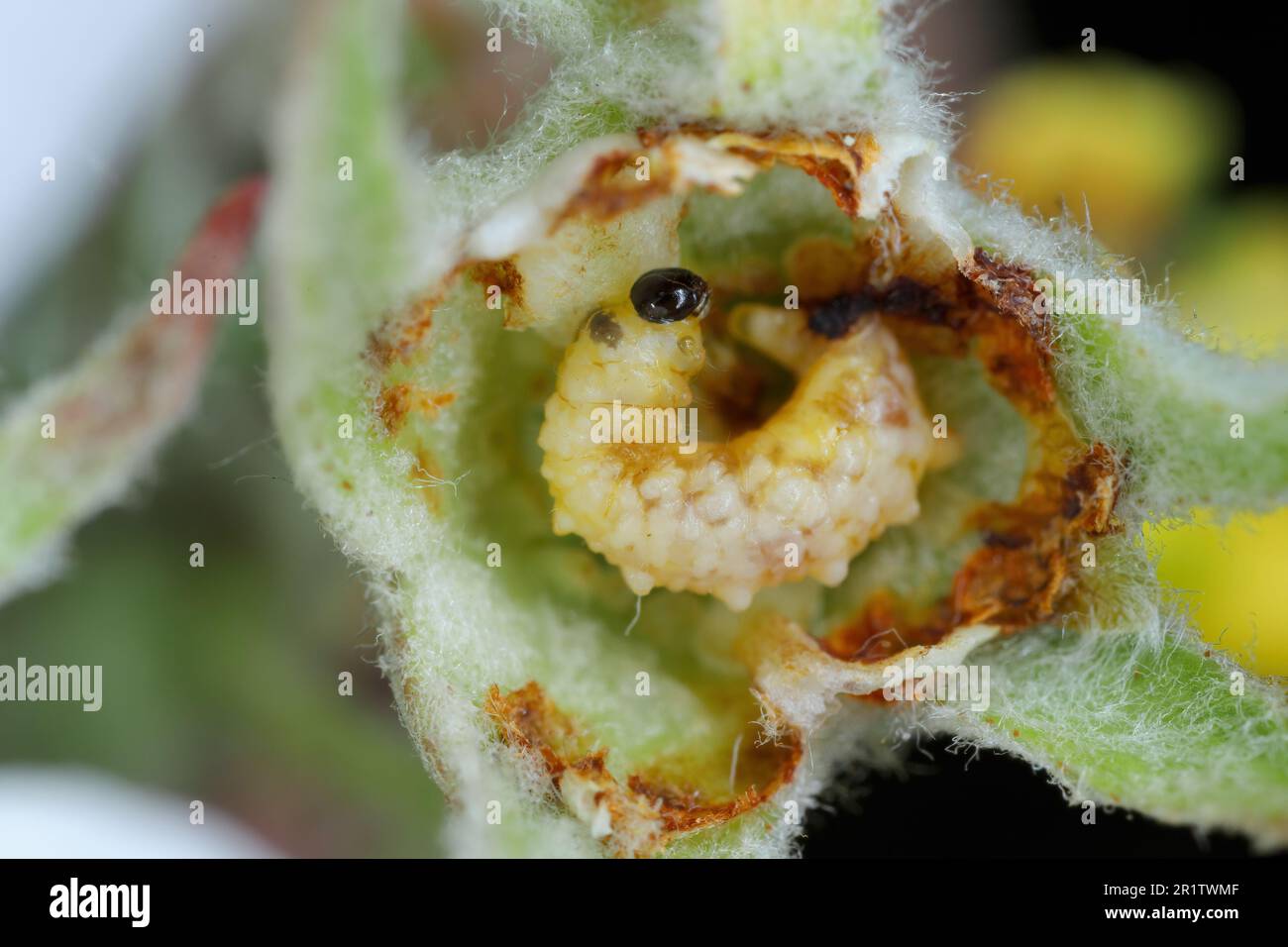 Larve von Apfelblütenweevil (Anthonomus pomorum) in der beschädigten Knospe einer Apfelblüte. Es ist einer der wichtigsten Schädlinge in Apfelplantagen Stockfoto