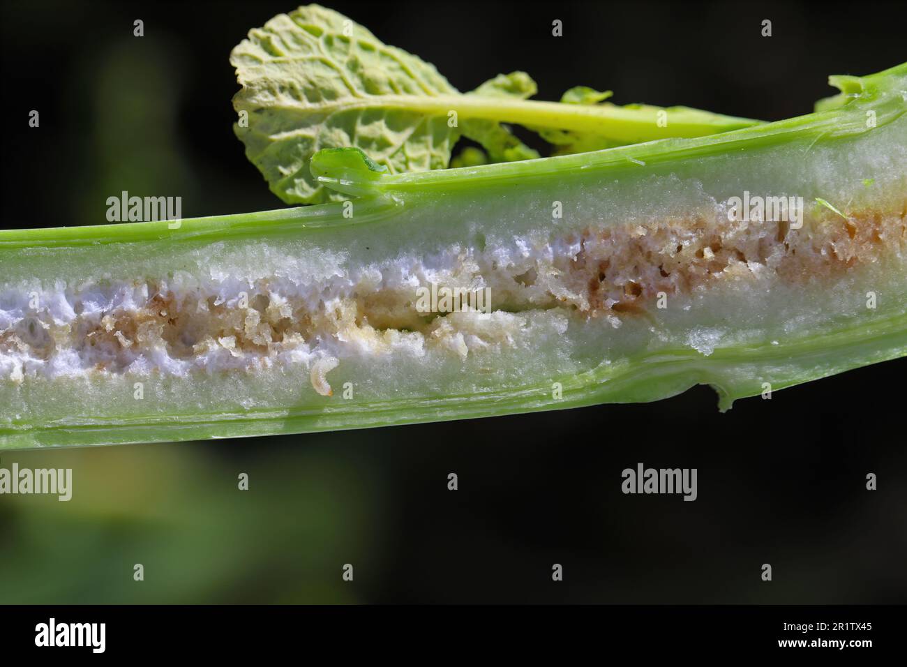 Kohlstammwebel (Ceutorhynchus pallidactylus, vormals Quadridens) Schädling in Gemüsebrassicas und Raps. Durch Larven geschädigte Pflanze. Stockfoto