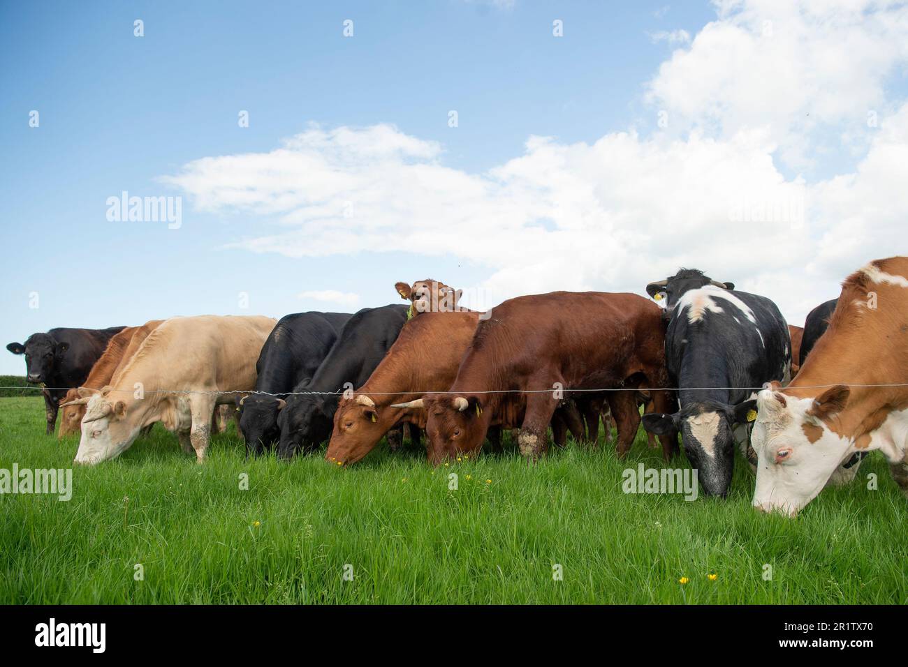 Rinderrinder, die hinter einem Elektrozaun grasen Stockfoto