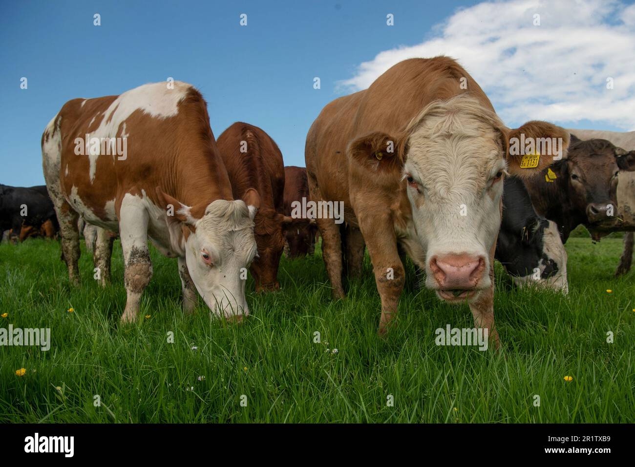 Rinderrinder fressen Gras Stockfoto