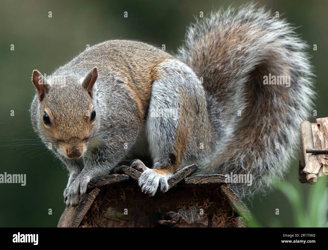 Ein graues Eichhörnchen klettert auf Deck Stockfoto