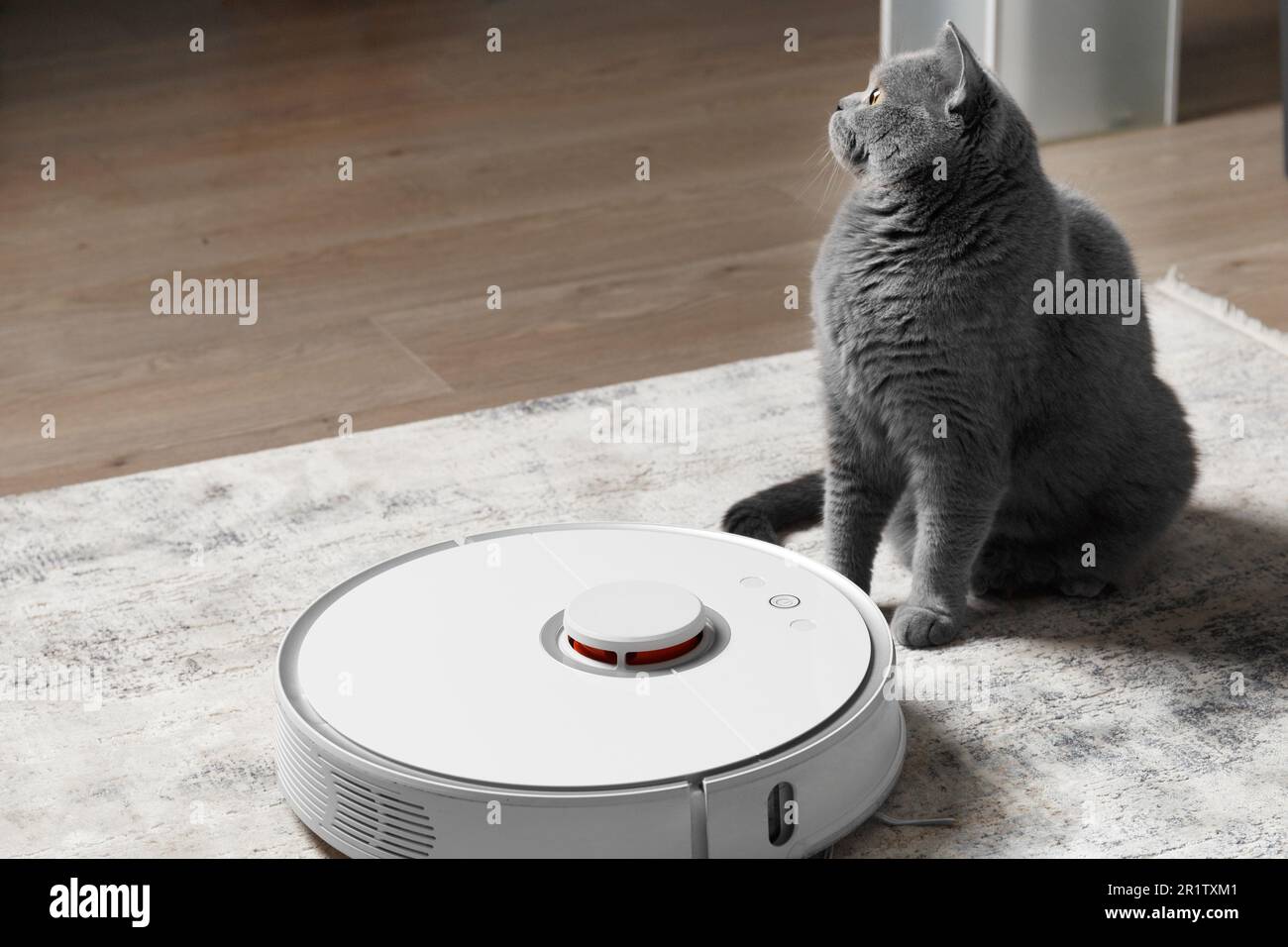 Eine britische Katze sitzt neben einem Roboter-Staubsauger im Wohnzimmer. Das Konzept der einfachen täglichen Reinigung des Hauses, in dem Haustiere leben, Smart Home Stockfoto