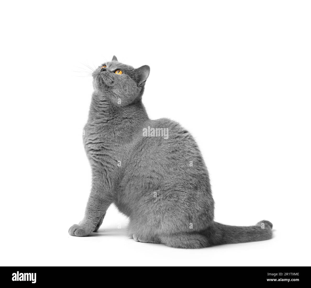Die charmante britische Kurzhaar-blaue Katze sitzt auf weißem Hintergrund und blickt mit großen orangefarbenen Augen mit Interesse auf. Stockfoto