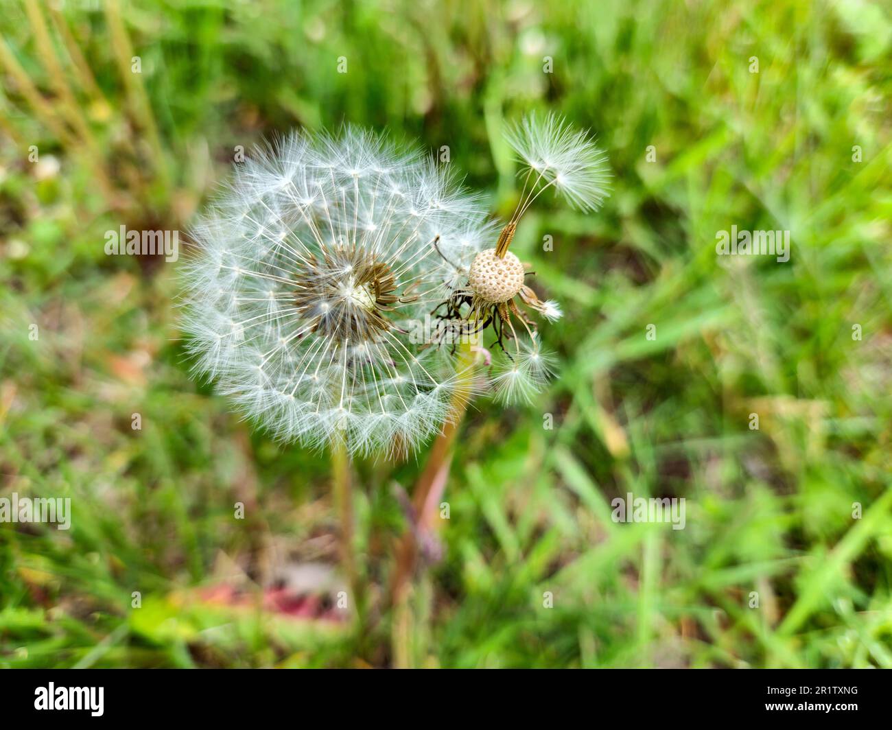 Nahaufnahme eines flauschigen Löwenzahns mit Samen im Gras Stockfoto