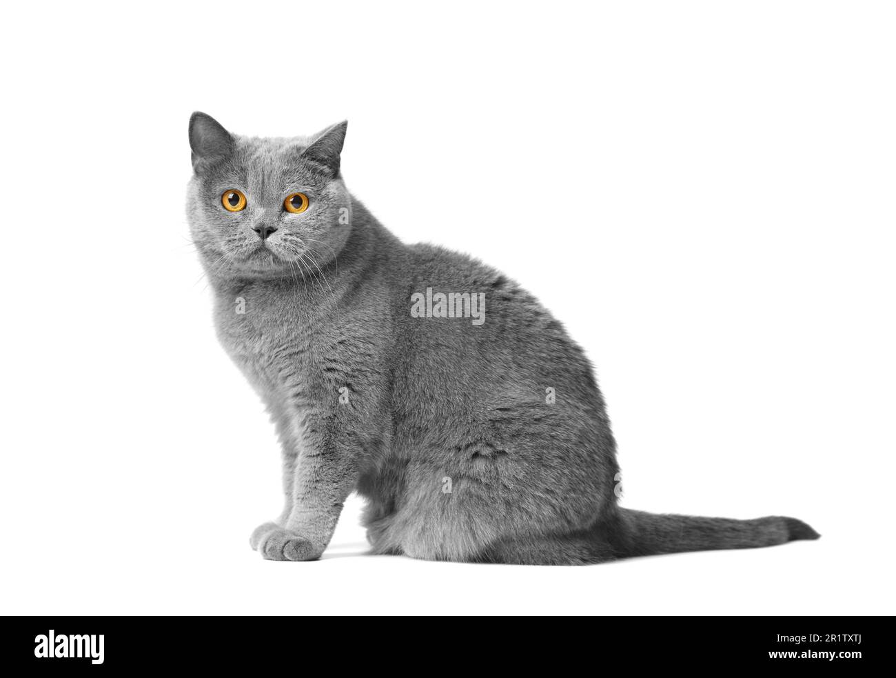 Eine süße britische Shorthair-blaue Katze sitzt im Profil auf weißem Hintergrund und blickt mit großen orangefarbenen Augen in die Kamera. Stockfoto