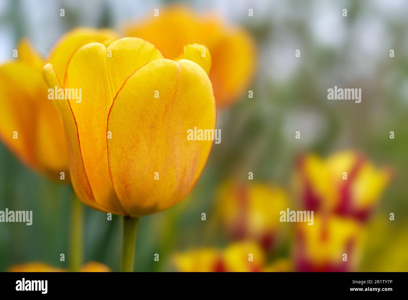 Gelbe Tulpe mit rotem Rand und leicht rotem Muster in Nahaufnahme Stockfoto