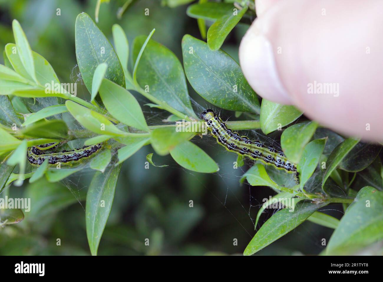 Raupen der Kastenmotte (Cydalima perspectalis) auf Boxwood (Buxus sempervirens). In Europa handelt es sich um eine nicht heimische und invasive Schädlingsart. Stockfoto