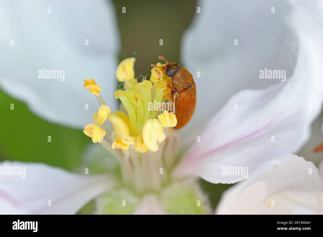 Himbeerkäfer (Byturus ochraceus), auf einer Apfelblume. Stockfoto