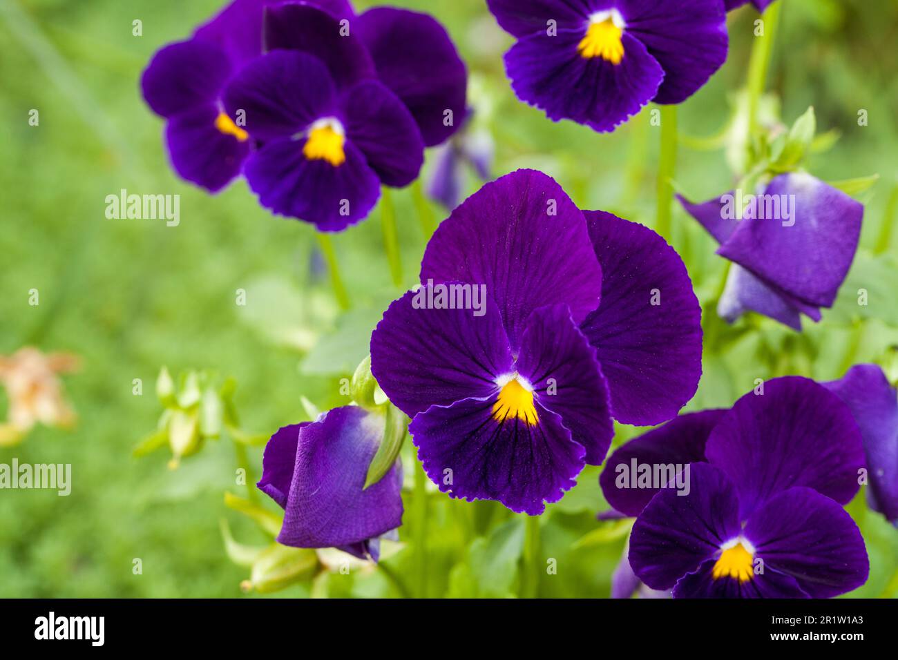 Viola Tricolor, Makrofoto von bunten Blumen, die in einem Garten wachsen Stockfoto