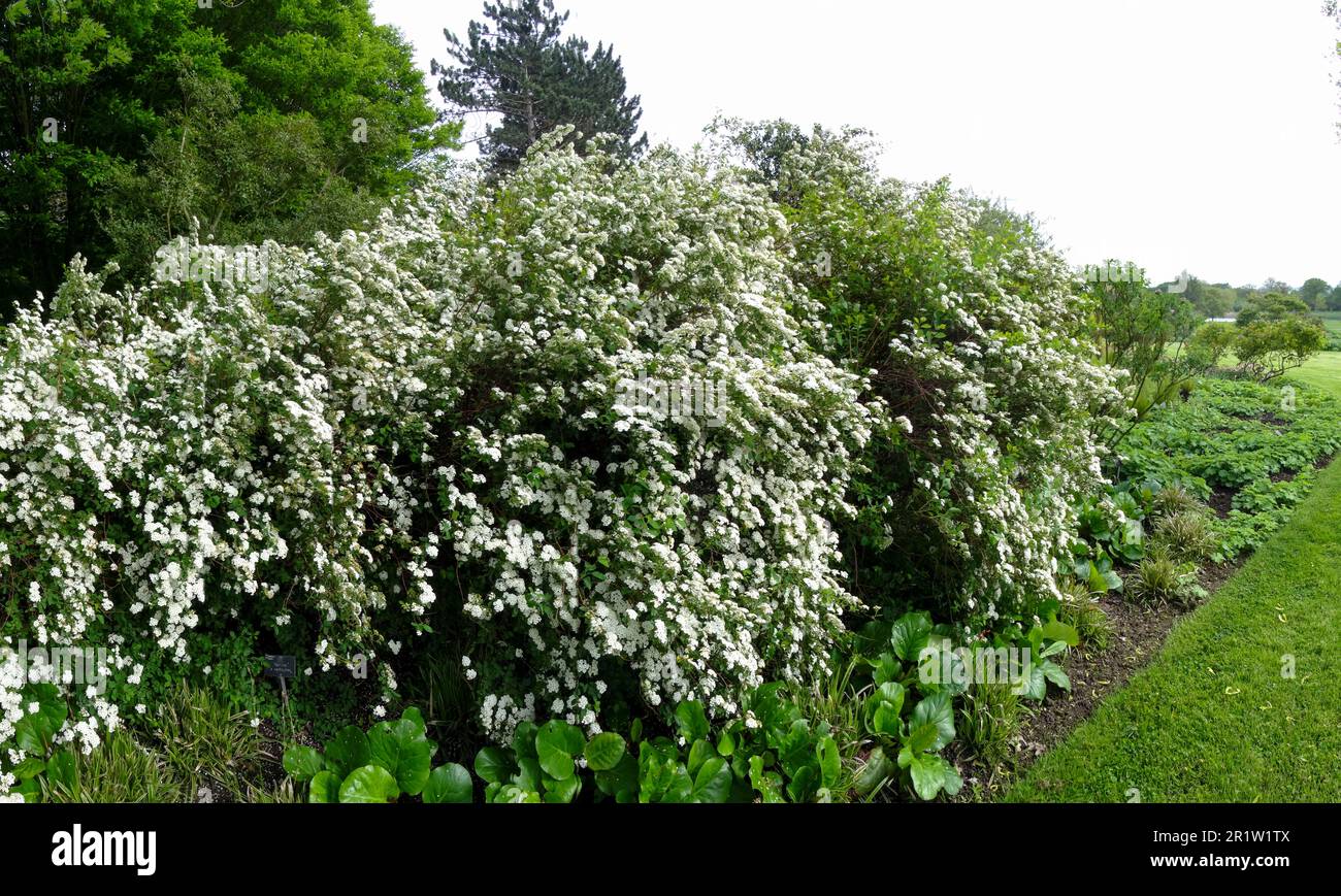 Natürliches blühendes Pflanzenporträt des blühenden Hawthorne im Frühling Stockfoto