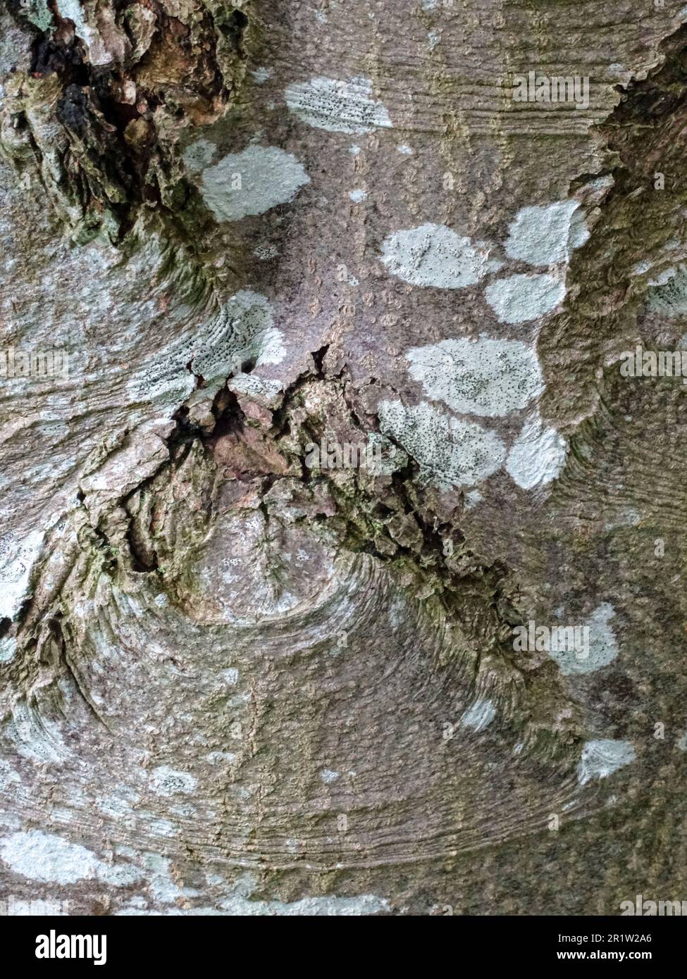 Nahaufnahme der natürlichen Rindenmuster auf dem Sorbus Rupicola Baum Stockfoto