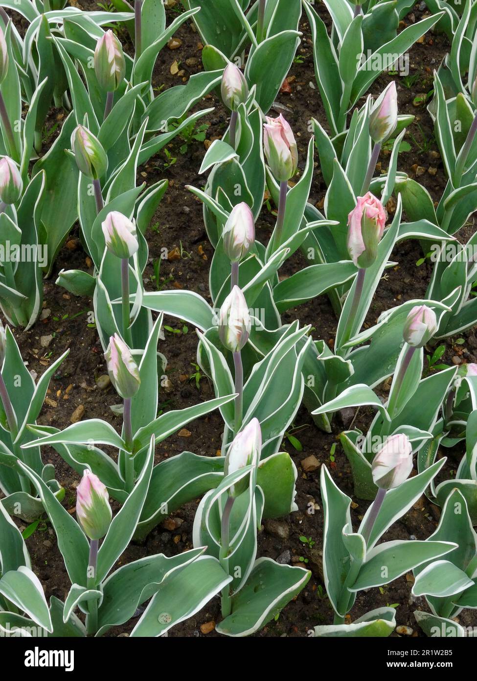 Schöne Reihen der preisgekrönten Tulipa „China Town“, Tulip „China Town“, kurz vor der vollen Blüte Stockfoto