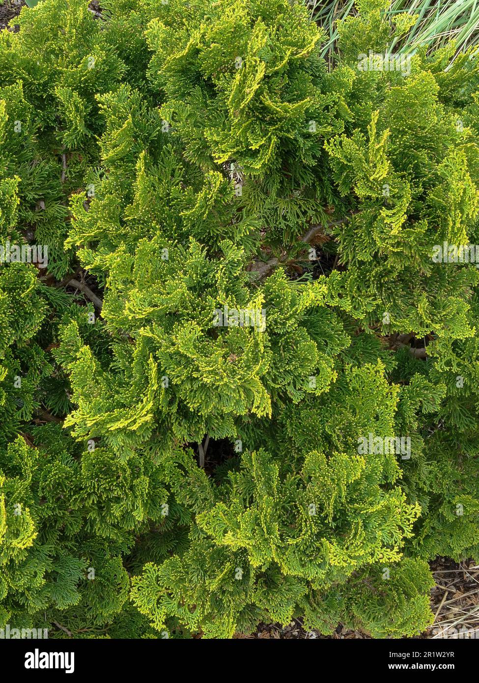 Nahaufnahme des Pflanzenporträts von Chamaecyparis Obtusa Nana Gracilis mit hohem Muster Stockfoto