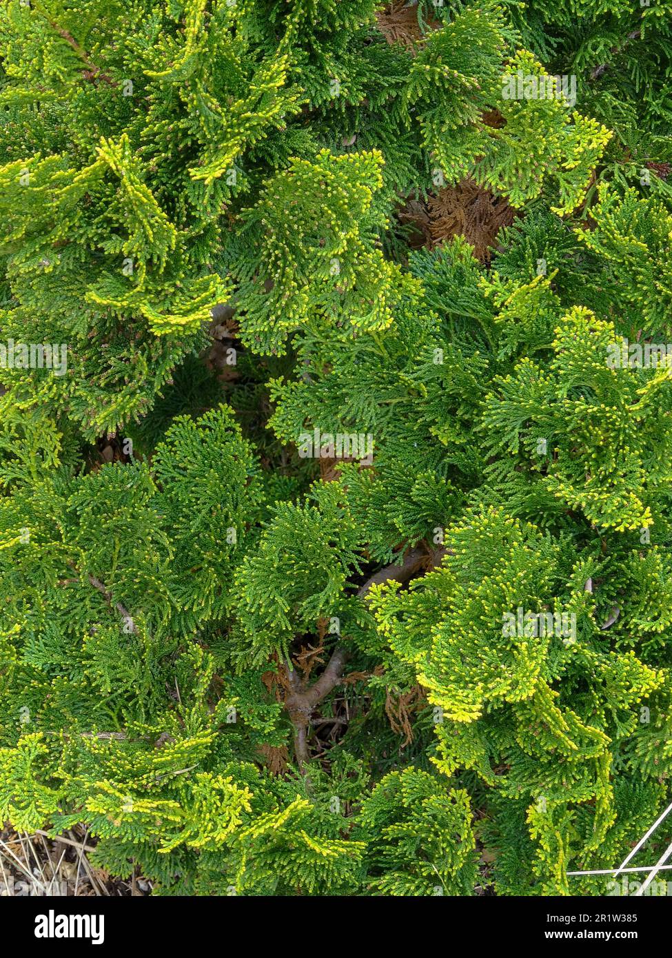 Nahaufnahme des Pflanzenporträts von Chamaecyparis Obtusa Nana Gracilis mit hohem Muster Stockfoto