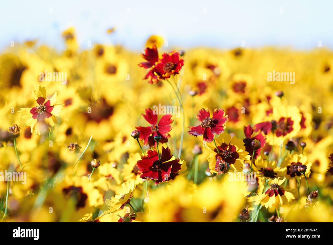 Plains coreopsis, Gartenticksaat, Goldticksaat oder Kalliopsis, Coreopsis tinctoria, Ist eine jährliche Wildblume Stockfoto