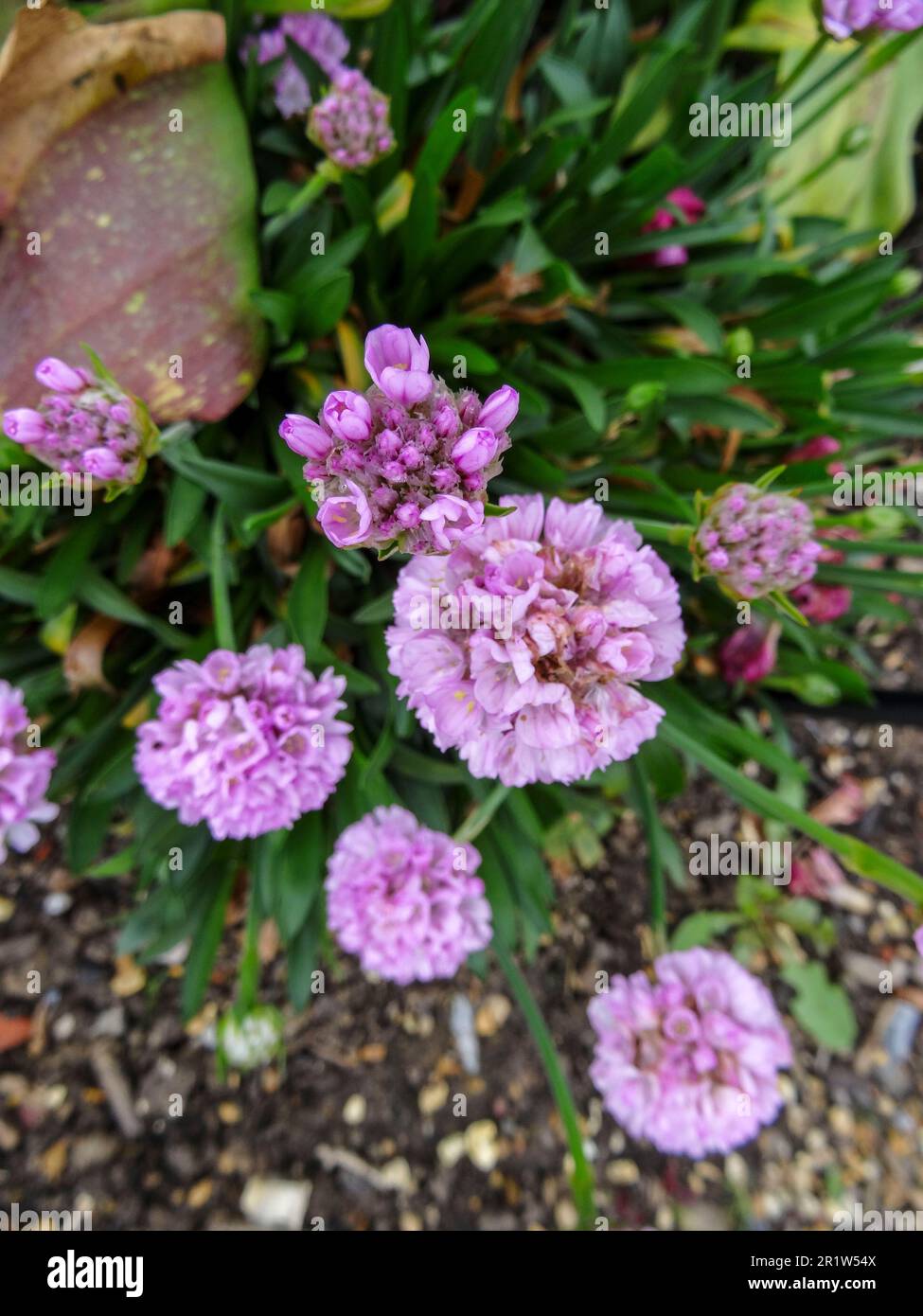 Süße Armeria Pseudarmeria „Sweet Dreams“, natürliches Pflanzenporträt aus nächster Nähe Stockfoto