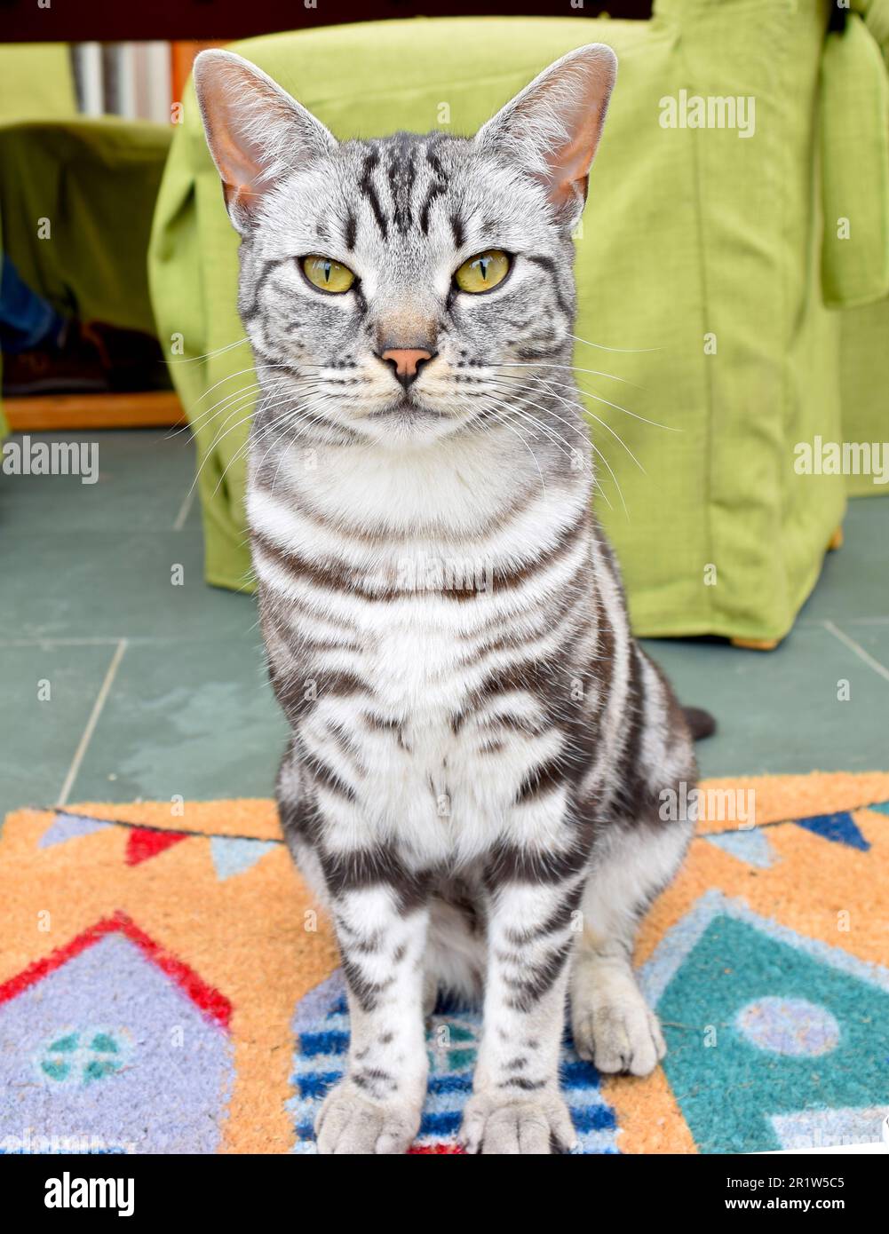 Katzenamerikaner mit schwarz-weißen Mustern im Wintergarten. Stockfoto