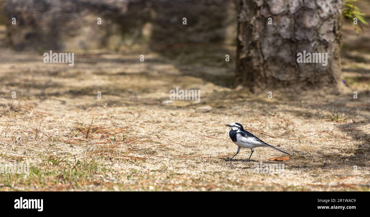 Ein schwarzer Wagtail, Motacilla alba lugens, eine ostasiatische Unterart von weißem Wagtail im Ritsurin Garden, Takamatsu, Japan. Stockfoto