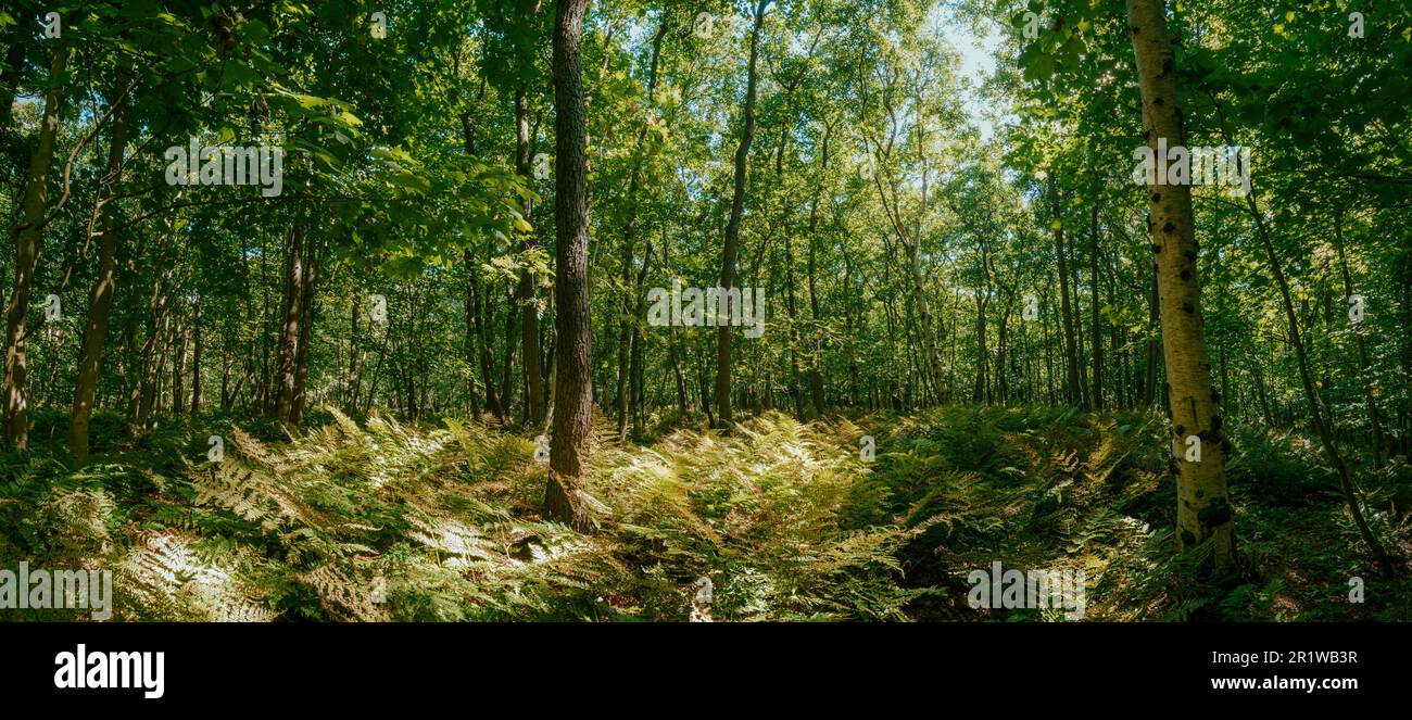 Küstenwälder mit knackigen Bäumen in der Nähe von Domburg in Zeeland, einer niederländischen Provinz, Buitenplaats Berkenbosch Stockfoto