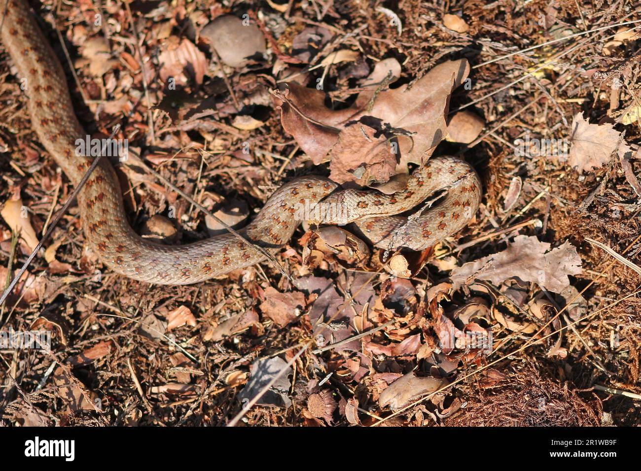Glatte Schlange (Coronella austriaca) in einem Heideland bei Borkenberge, Deutschland Stockfoto