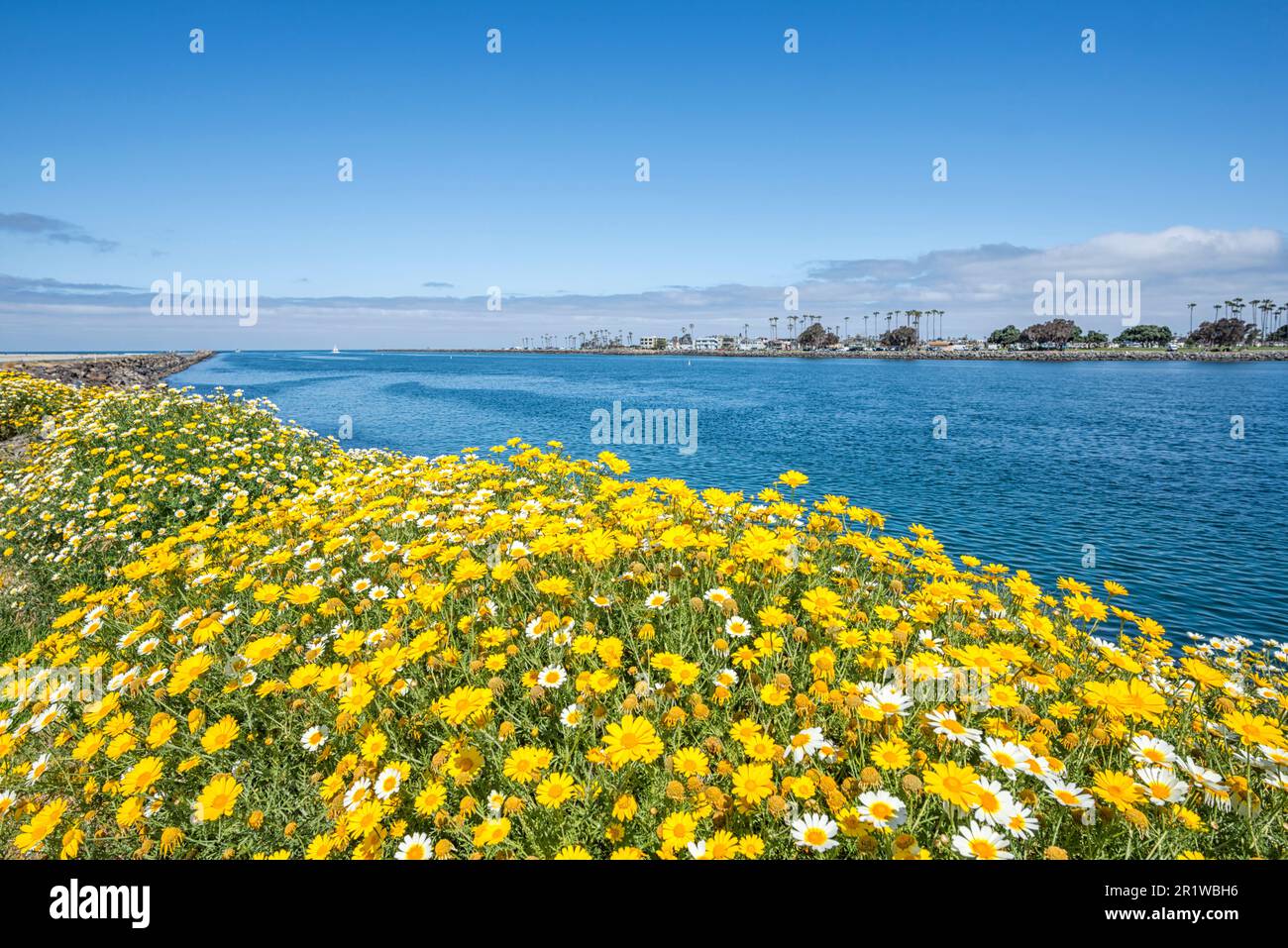 Wildblumen wachsen entlang des Mission Bay Channel Jetty in San Diego, Kalifornien. Stockfoto