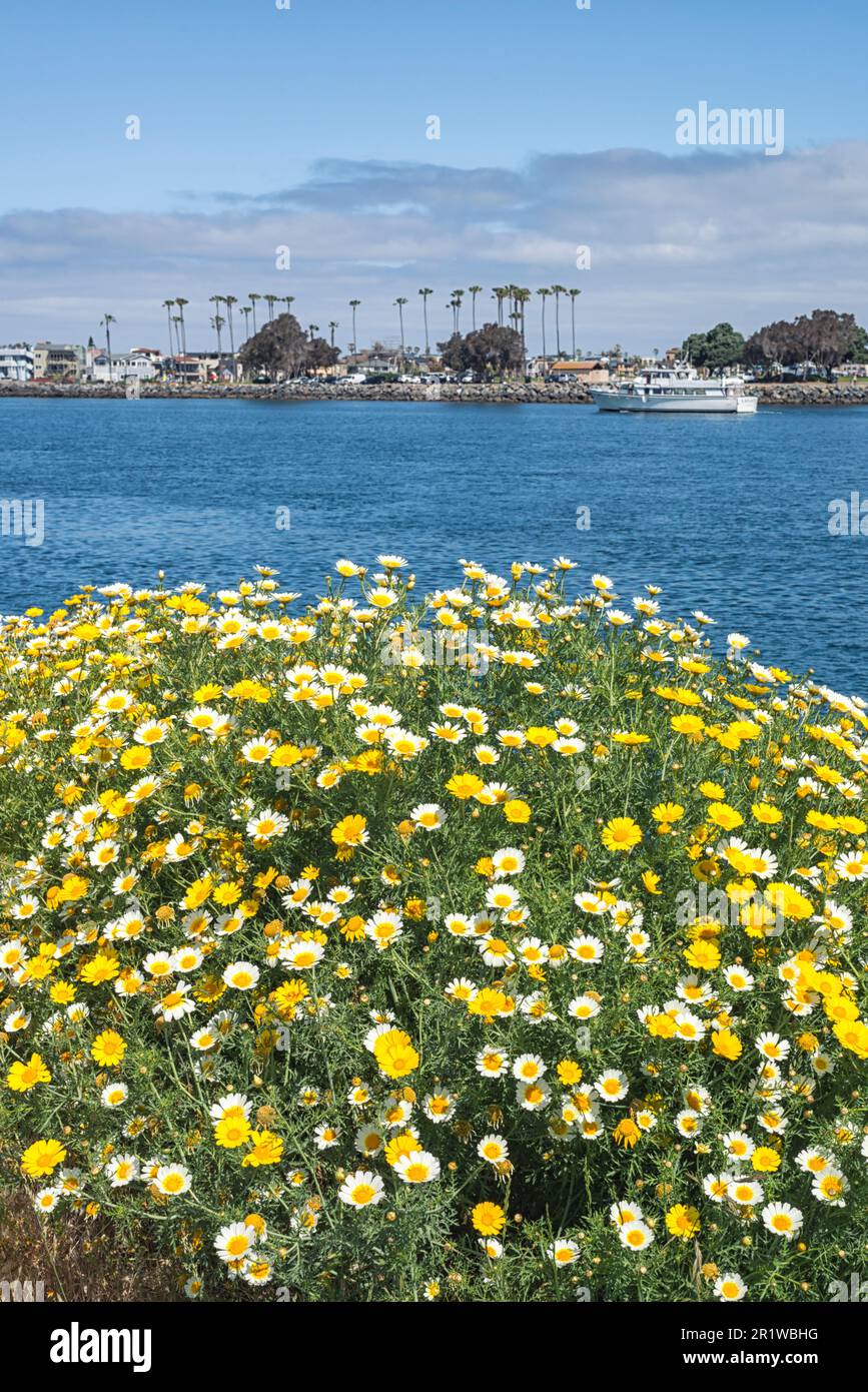 Wildblumen wachsen entlang des Mission Bay Channel Jetty in San Diego, Kalifornien. Stockfoto