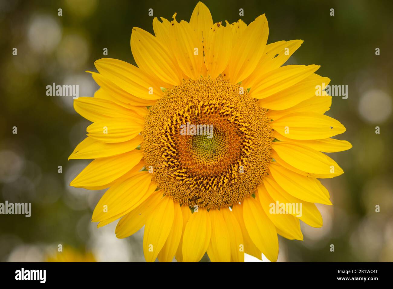 Bela Vista de Goias, Goias, Brasilien – 11. Mai 2023: Eine Sonnenblume mit Schwerpunkt auf Vordergrund und Vegetation im verschwommenen Hintergrund. Stockfoto