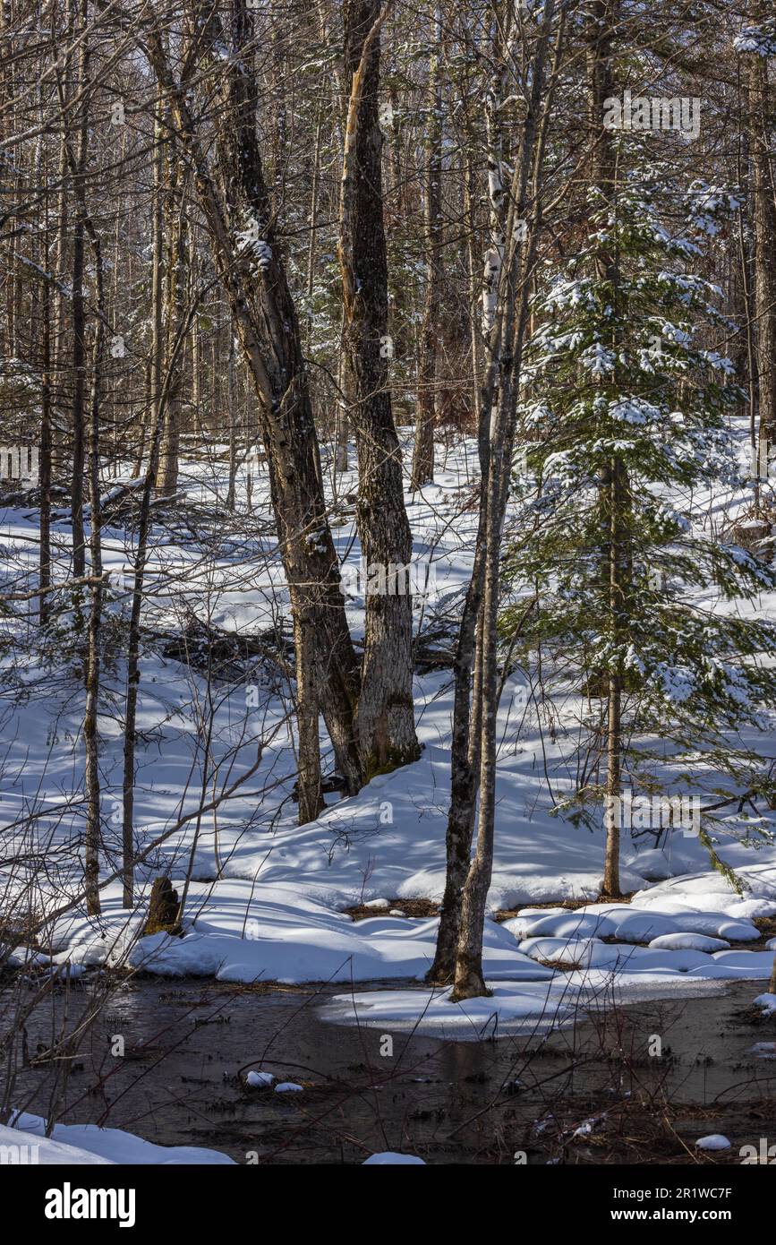 Frühlingsspuren in einem Wald im Norden von Wisconsin. Stockfoto