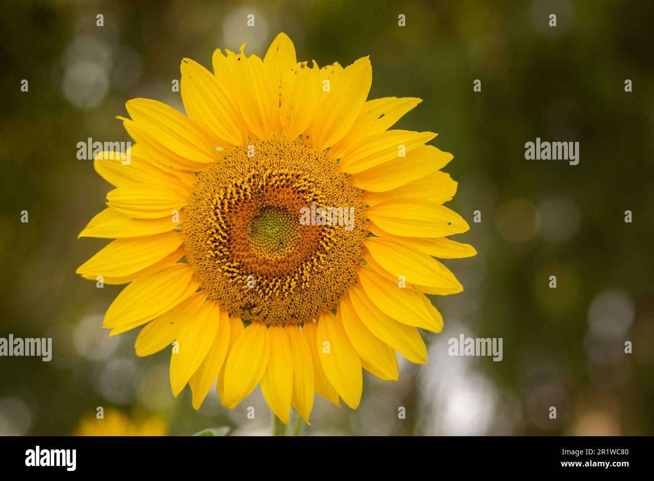 Bela Vista de Goias, Goias, Brasilien – 11. Mai 2023: Eine Sonnenblume mit Schwerpunkt auf Vordergrund und Vegetation im verschwommenen Hintergrund. Stockfoto