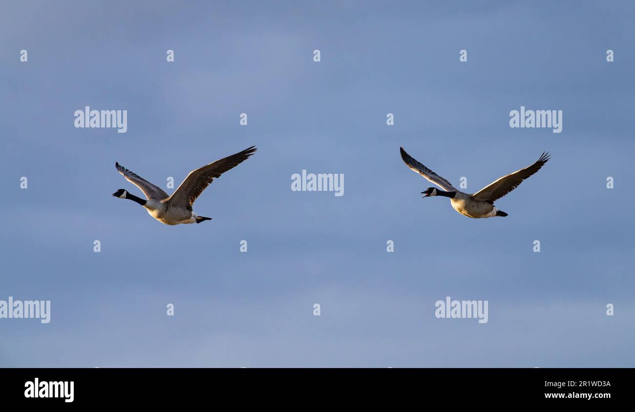 Zwei Kanadische Gänse (Branta canadensis) fliegen über ein Sumpfgebiet in North Dakota. Stockfoto
