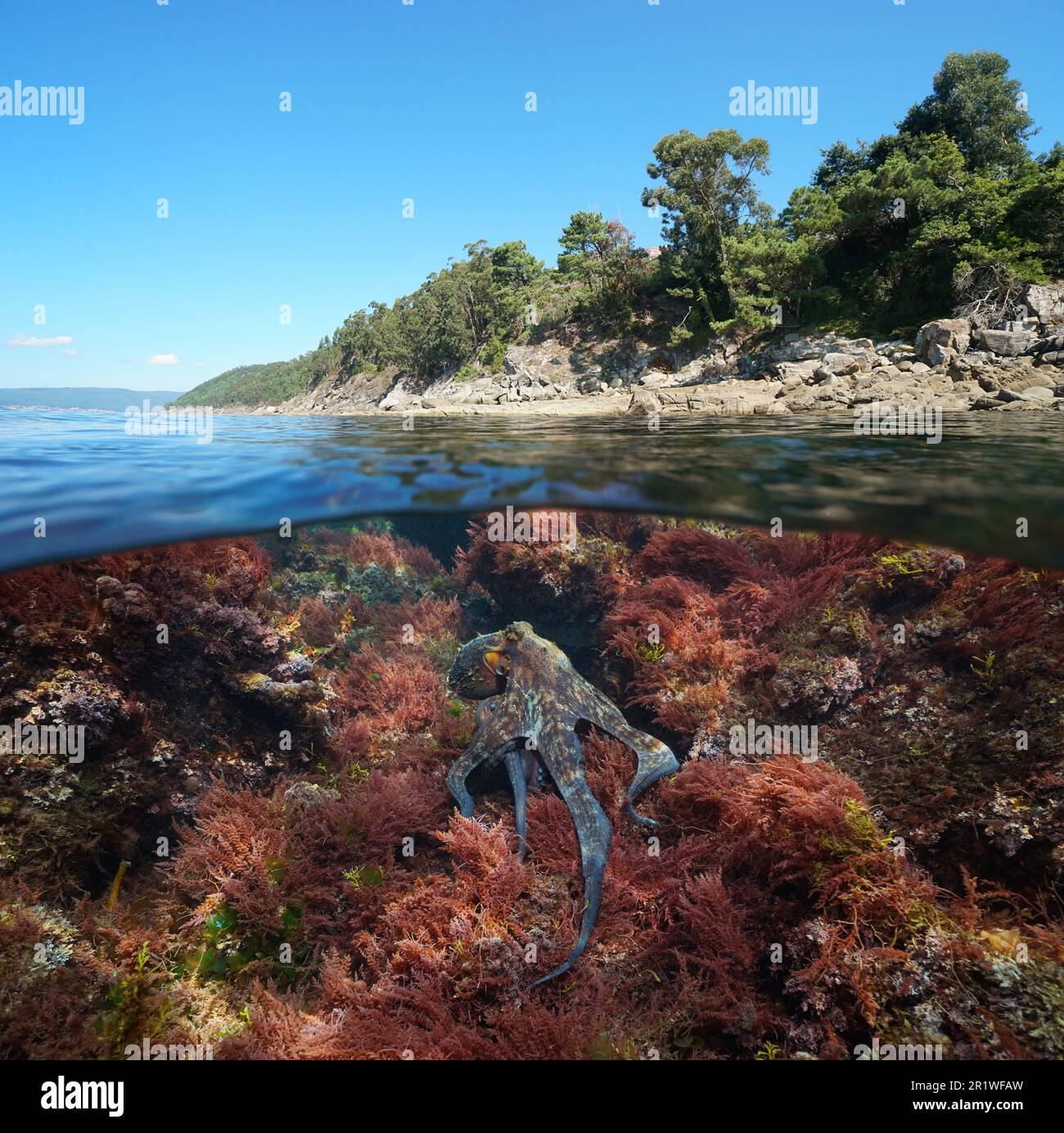 Atlantikküste mit einem Tintenfisch und Rotalgen unter Wasser im Ozean, geteilter Blick über und unter der Wasseroberfläche, Spanien, Galicien, Rias Baixas Stockfoto
