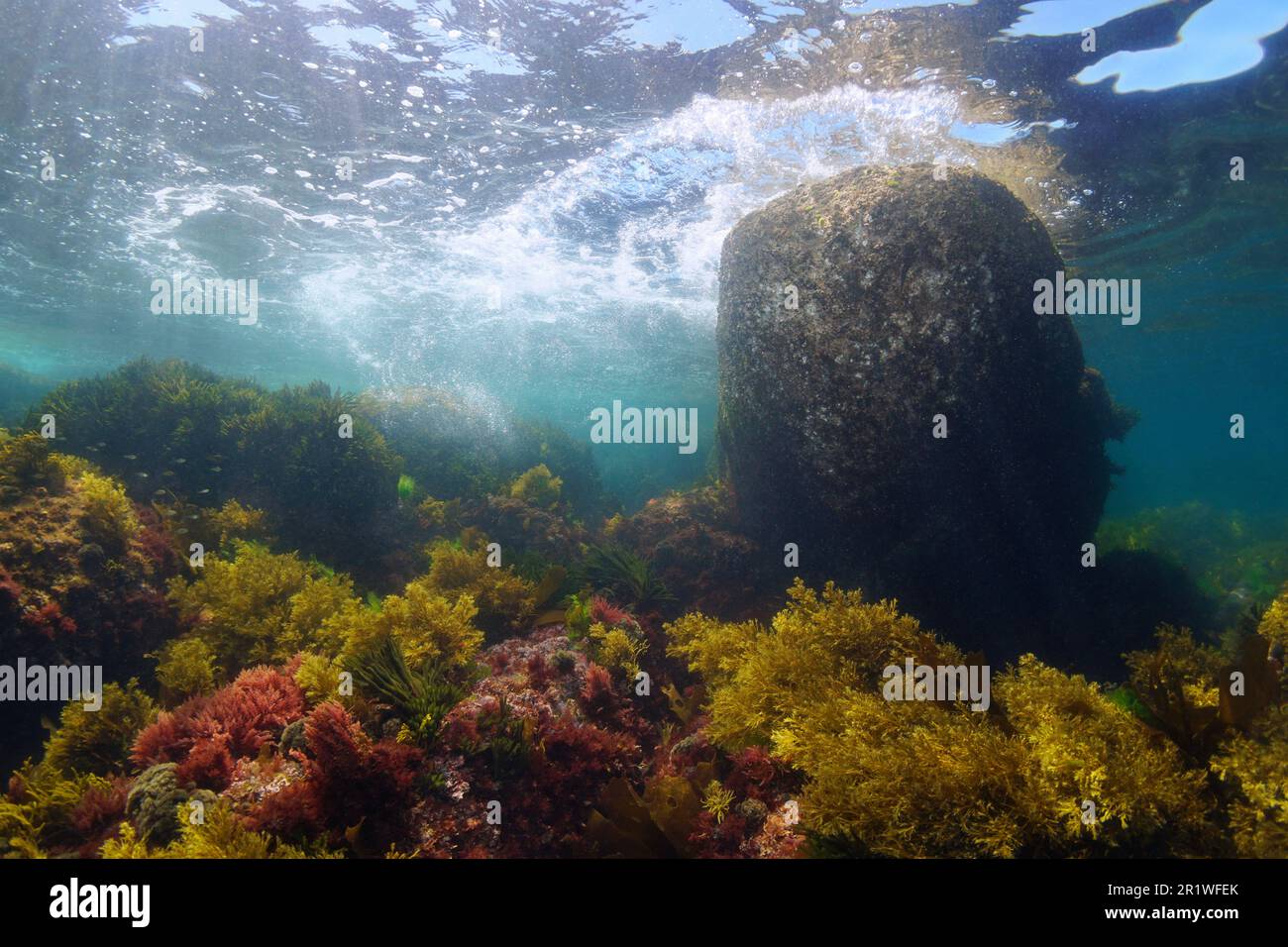 Boulder unter der Wasseroberfläche mit Algen auf dem Meeresboden, natürliche Unterwasserlandschaft im Atlantik im flachen Wasser, Spanien, Galicien Stockfoto